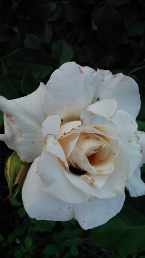 DSC_0233 - TRANDAFIRI 2014 II