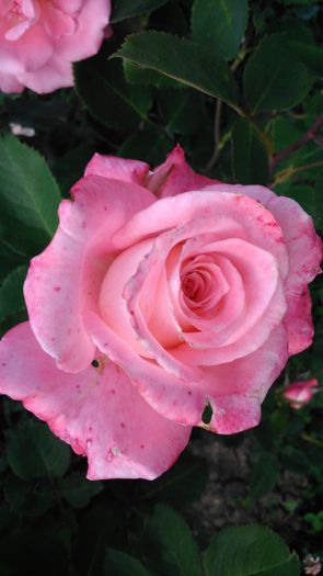 DSC_0234 - TRANDAFIRI 2014 II