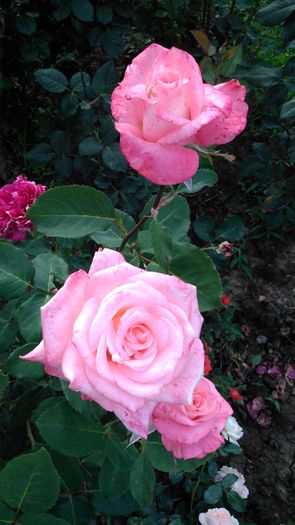 DSC_0235 - TRANDAFIRI 2014 II