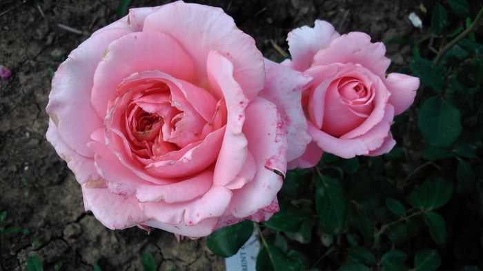 DSC_0236 - TRANDAFIRI 2014 II