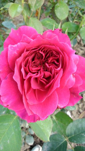 DSC_0237 - TRANDAFIRI 2014 II