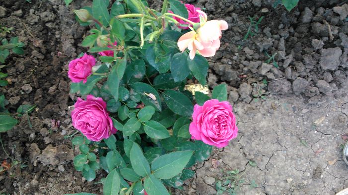 DSC_0238 - TRANDAFIRI 2014 II