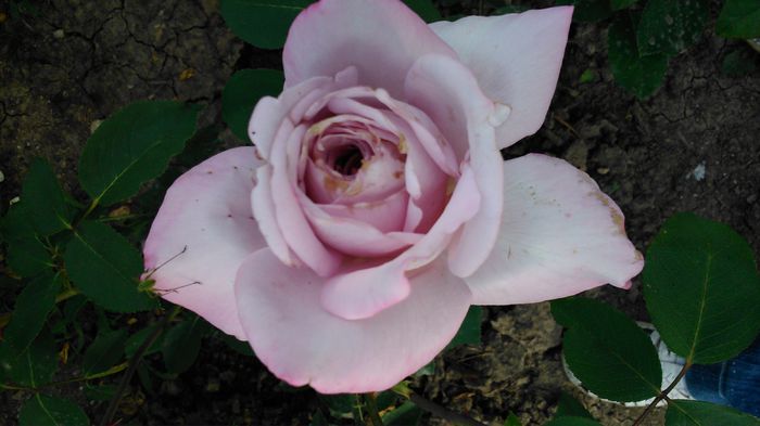 DSC_0239 - TRANDAFIRI 2014 II