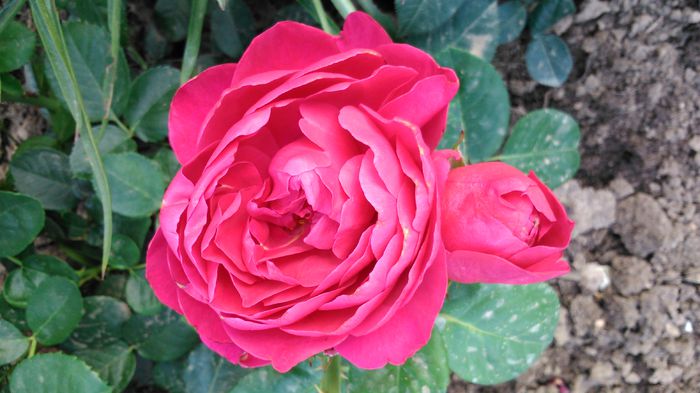 DSC_0240 - TRANDAFIRI 2014 II