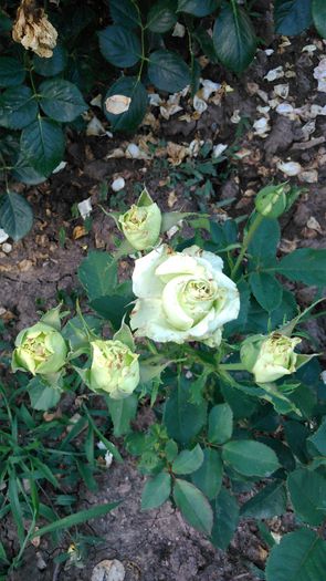 DSC_0243 - TRANDAFIRI 2014 II