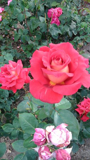 DSC_0279 - TRANDAFIRI 2014 II