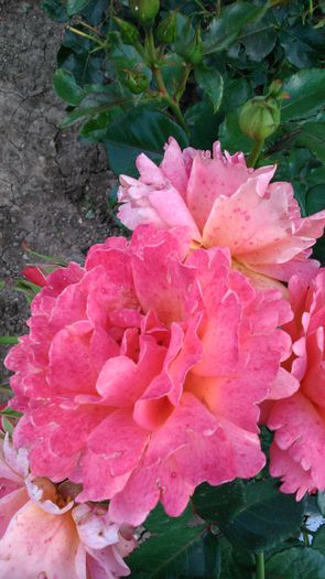 DSC_0280 - TRANDAFIRI 2014 II