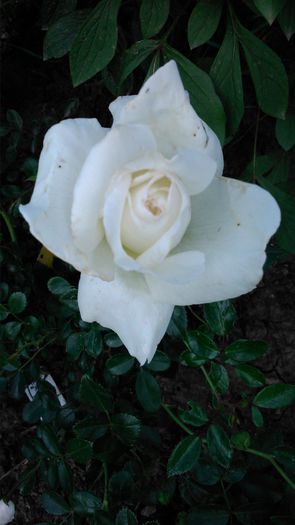 DSC_0254 - TRANDAFIRI 2014 II