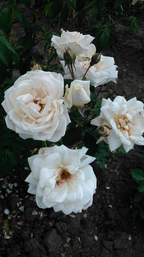 DSC_0274 - TRANDAFIRI 2014 II