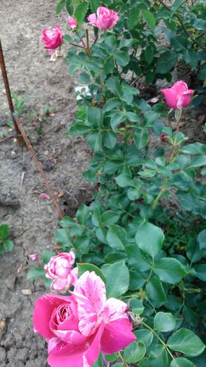 DSC_0275 - TRANDAFIRI 2014 II