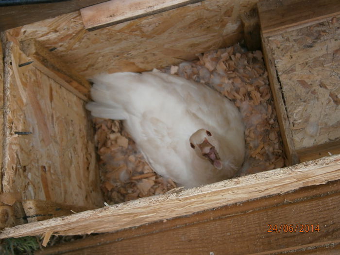 P6244128 - CAROLINE ALBE