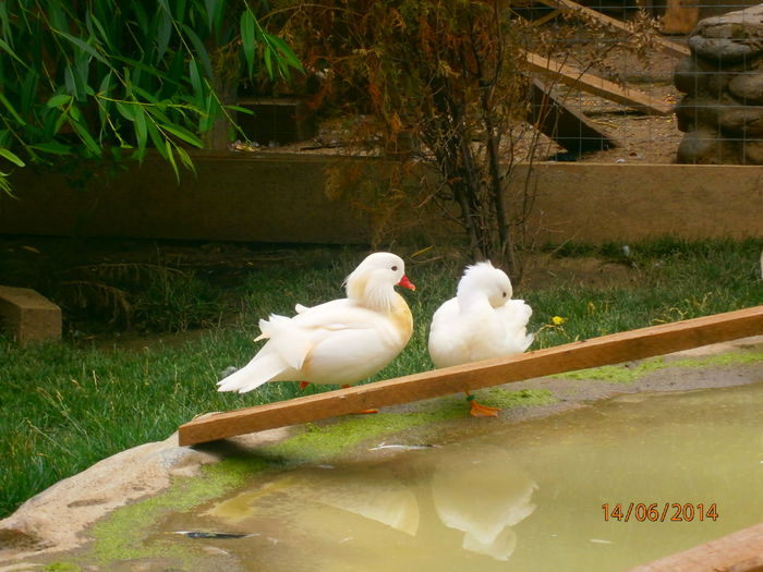 mandarine albe 2013; belgian cu romanca!
