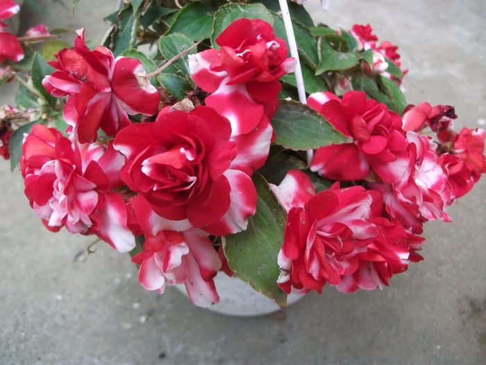 impantiens- sporul casei