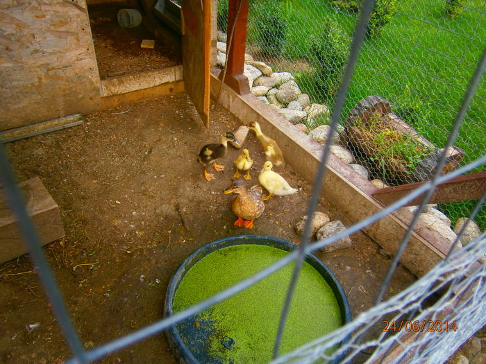 au crescut mari ..nu? - Rate Pitice Caal Duck