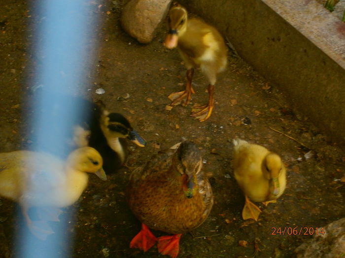 P6244169 - Rate Pitice Caal Duck