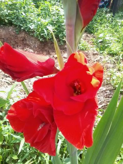 20140624_104524 - Gladiole 2014