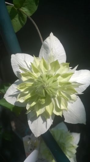 Clematis Alba Plena - CLEMATITE