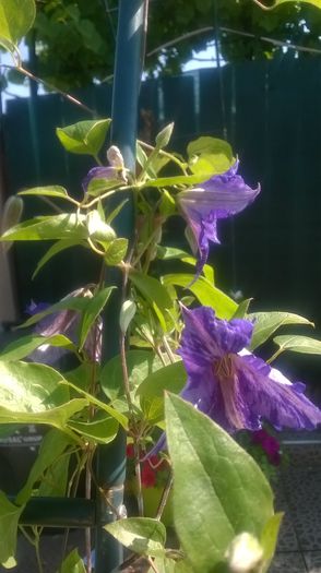 Clematis Tie Dye - CLEMATITE