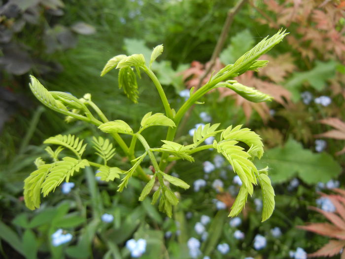 Albizia julibrissin_Silk Tree ('14, May 02) - Albizia julibrissin_Silk Tree