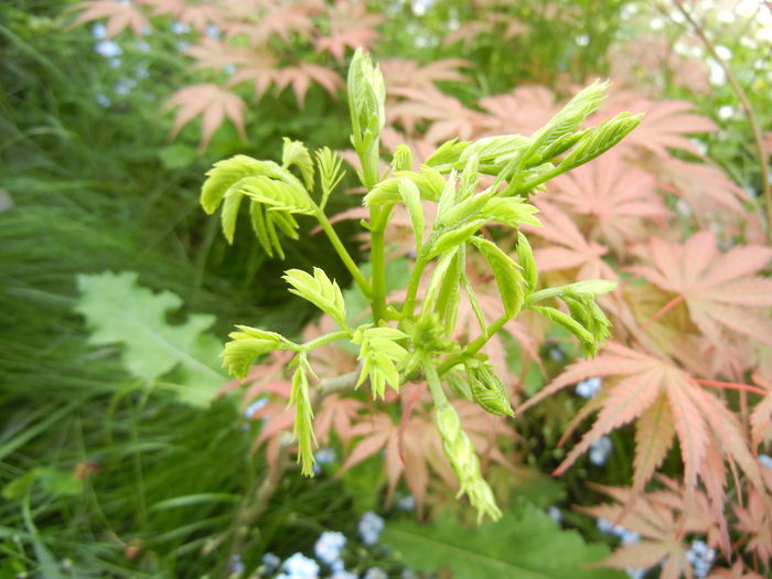 Albizia julibrissin_Silk Tree ('14, May 02)