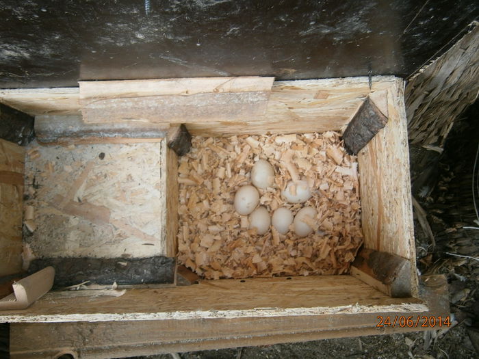 perechea1 6 oua din a doua repriza de ouat