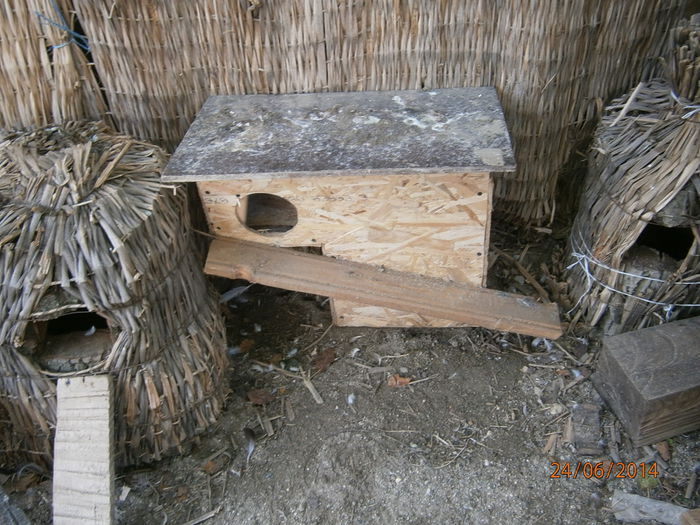 gasca cu coama perechea 1