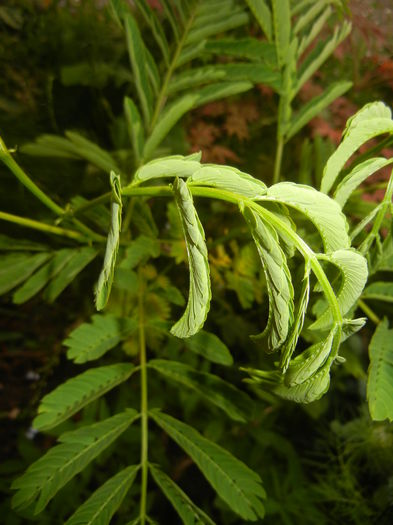 Albizia julibrissin. Silk Tree (2014, May 24) - Albizia julibrissin_Silk Tree