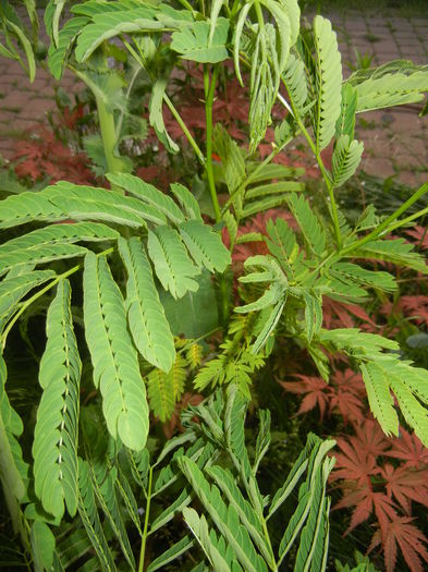 Albizia julibrissin_Silk Tree ('14, May 24) - Albizia julibrissin_Silk Tree