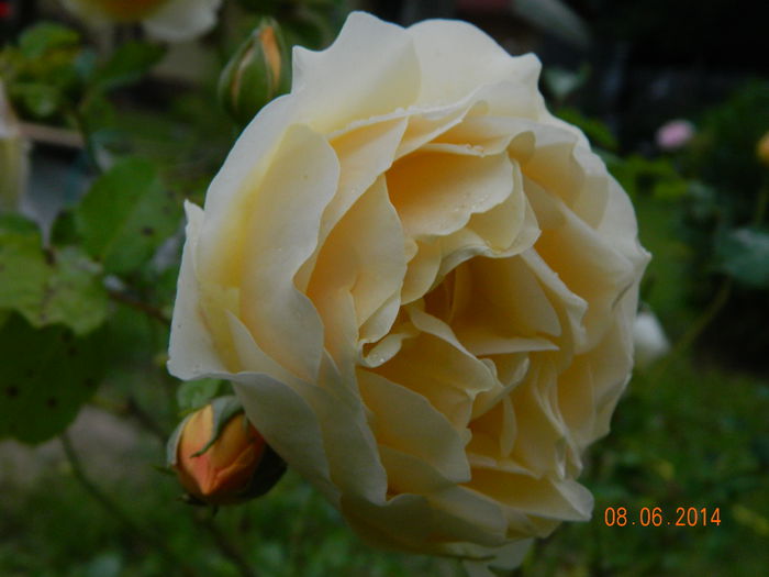 DSCN0352 - VARA