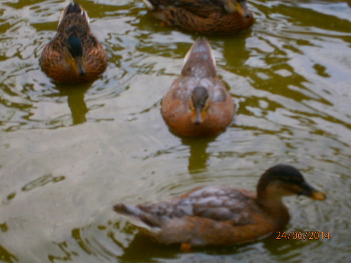 2 ciocolatii ,2 salbatice si una pestrita - Rate Pitice Caal Duck