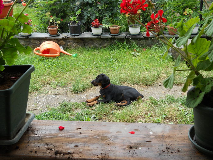 dupa joaca si hodina - Roxy