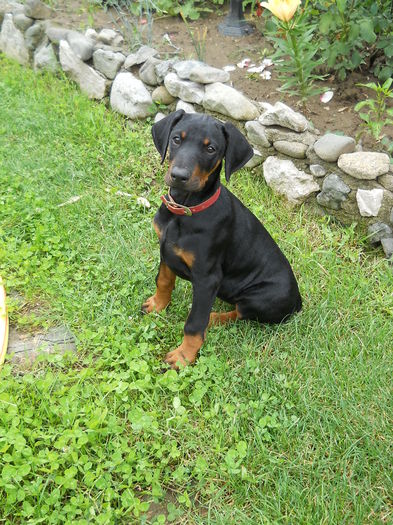 ascultatoare si cu minte