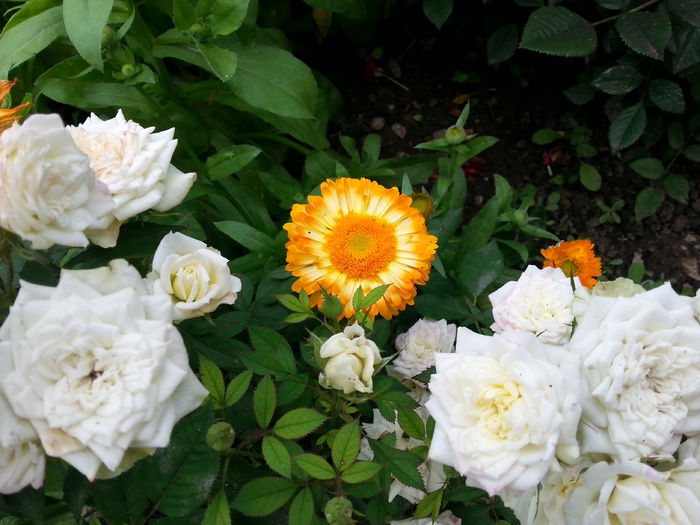 20140621_164855 - 6 flori