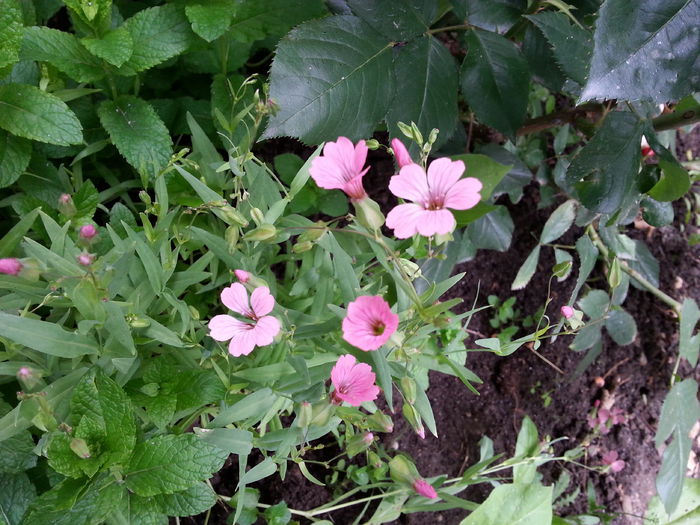 floarea miresei - 6 flori