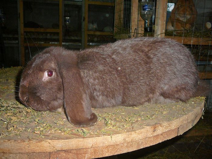 Femela culoarea : Havana (2014) - arhiva matca-berbeci