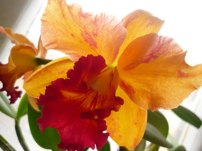 24.VI.2014 - cattleya