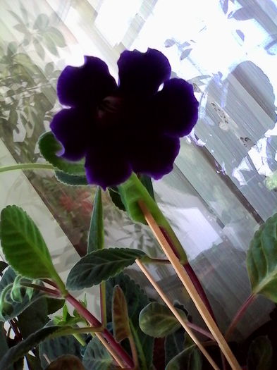 violaceea