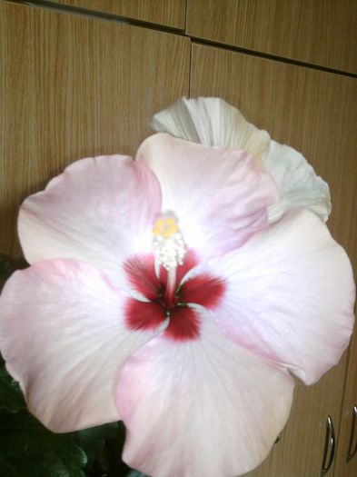 014 - hibiscus-2016