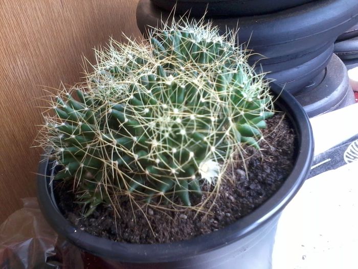 2014-06-09 16.51.24 - Cactusi