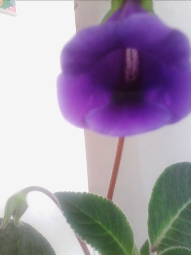 Picture 703 - gloxinia 2014