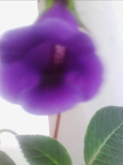 Picture 704 - gloxinia 2014