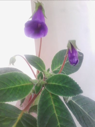 Picture 705 - gloxinia 2014