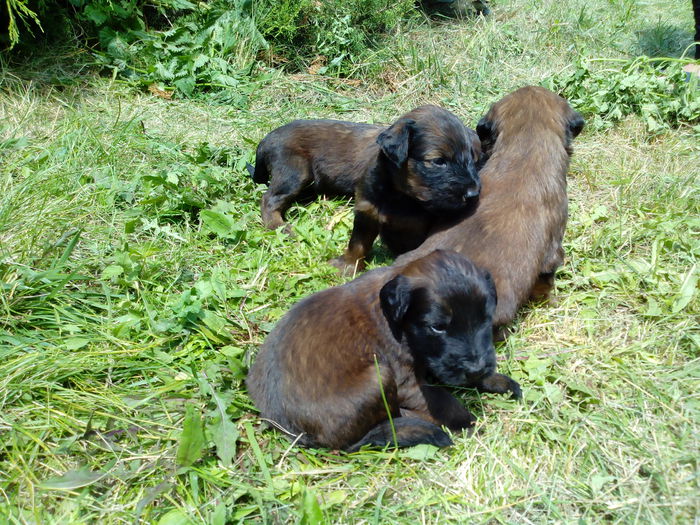 Ciobanesc de Brie BRIARD - BRIARD Ciobanesc de BRIE