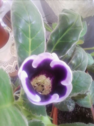 Picture 708 - gloxinia 2014