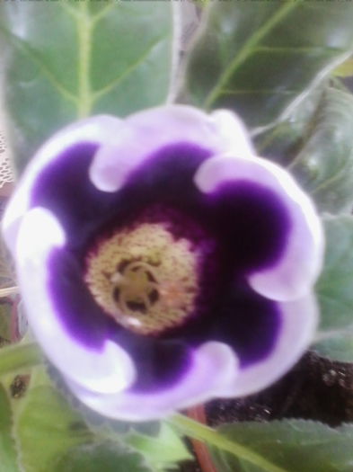 24.6.2014 - gloxinia 2014