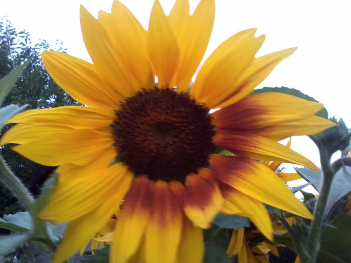 2014-06-18 20.58.02 - Floarea Soarelui
