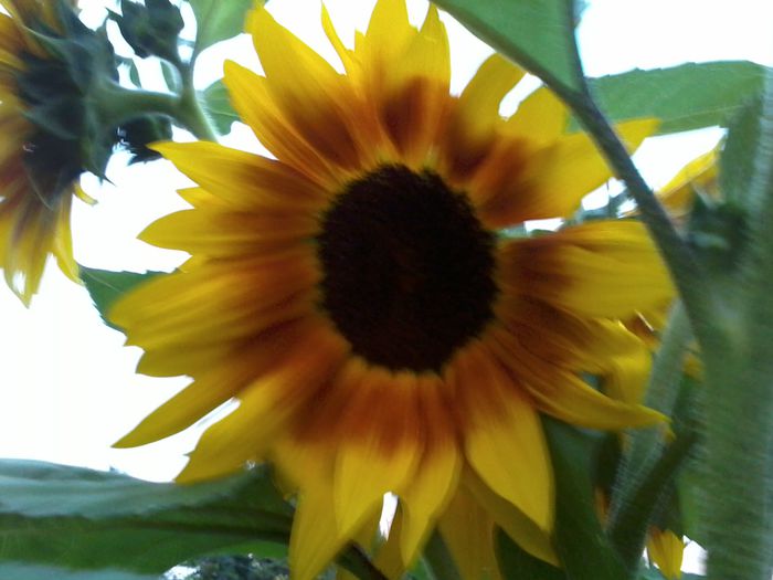 2014-06-18 20.58.13 - Floarea Soarelui