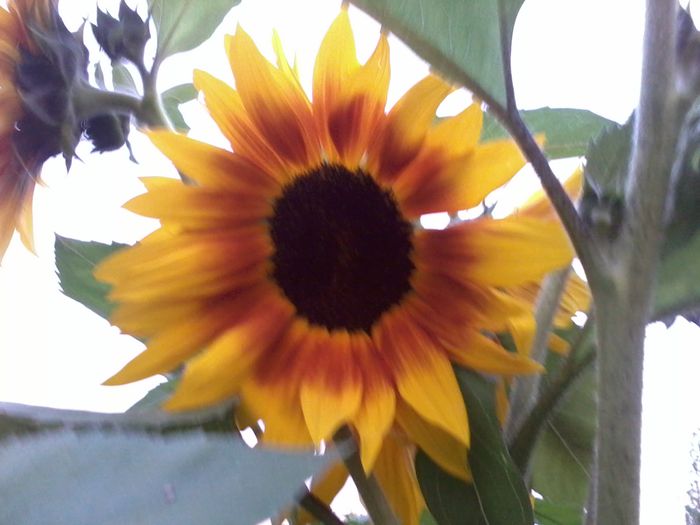 2014-06-18 20.58.23 - Floarea Soarelui