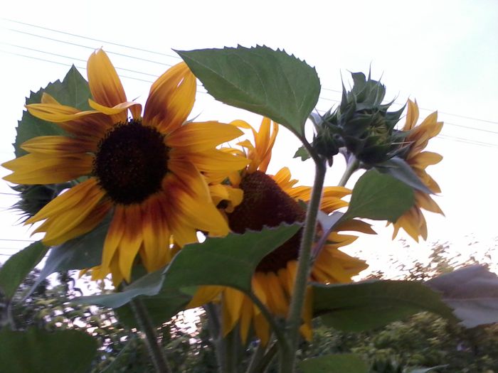 2014-06-18 20.58.36 - Floarea Soarelui