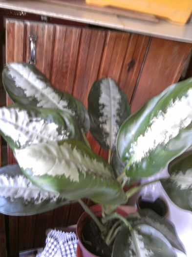 2 - Aglaonema- varietati